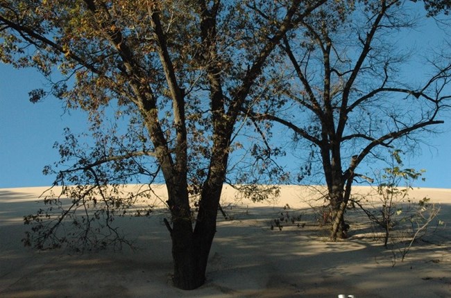 Two large trees half buried in sand on the southern lee slope of Mount Baldy.