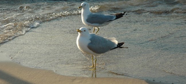 Two male ring-billed gulls on the shore of Lake Michigan.