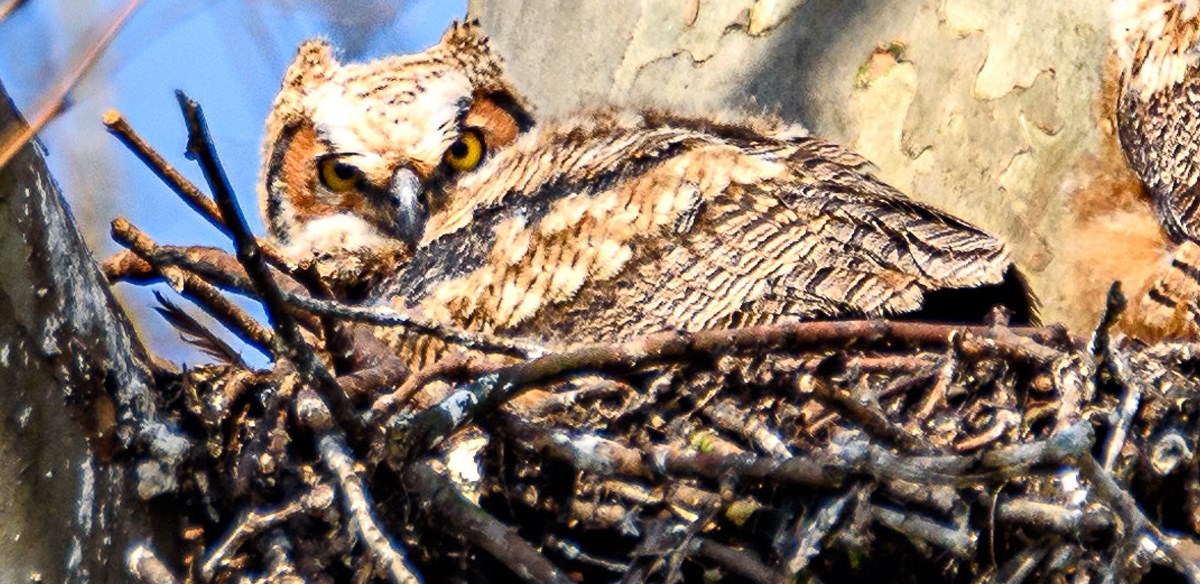 Owl Nesting Owl Nesting