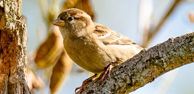 American Tree Sparrow