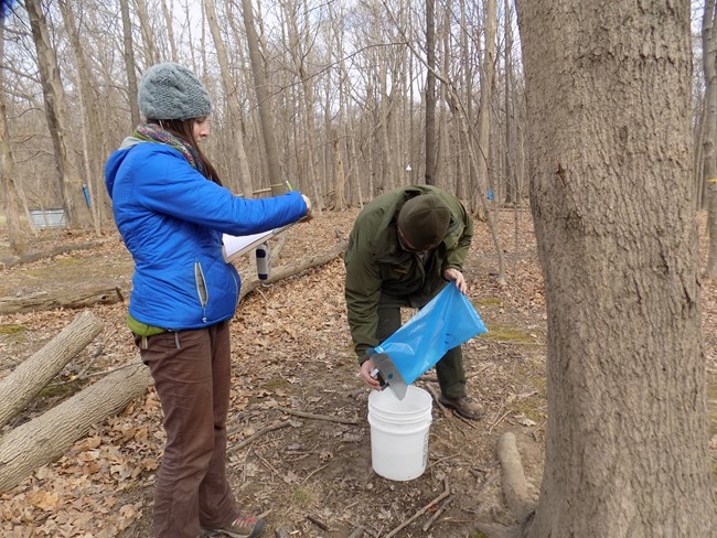 Park staff and partner collect data from blue bags filled with maple sap for a research project.