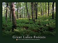 Poster with image of a forest.