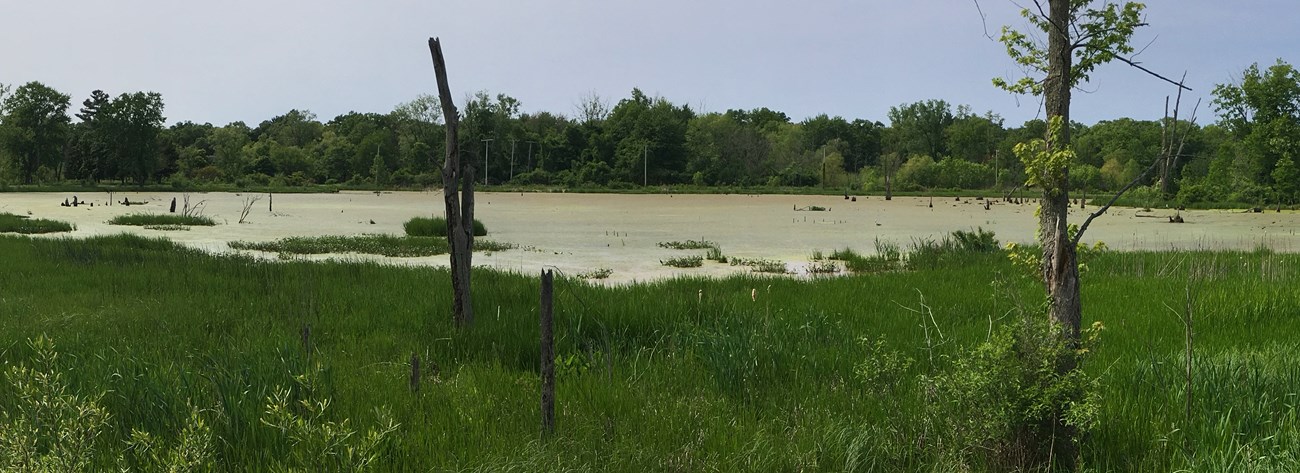 Great Marsh Summer 2019 Photo of the Great Marsh