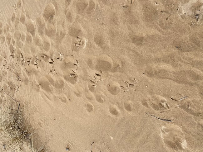 Turkey prints in soft sand