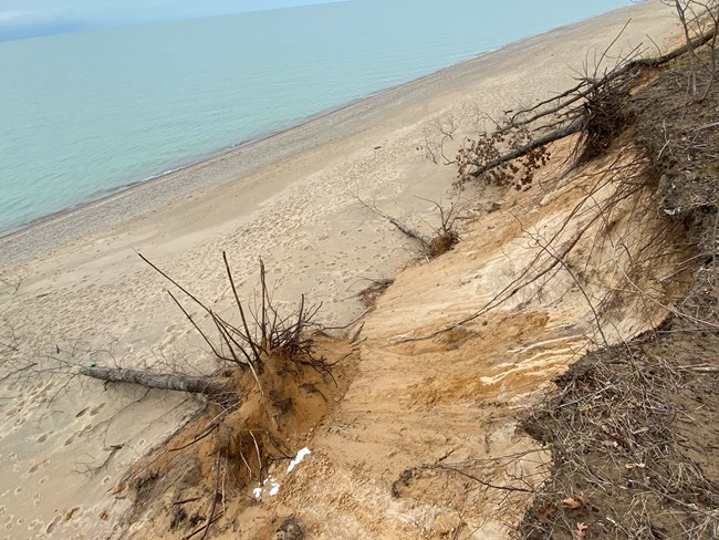 An oak tree at the bottom of a dune, fallen from collapsed, eroded dune.