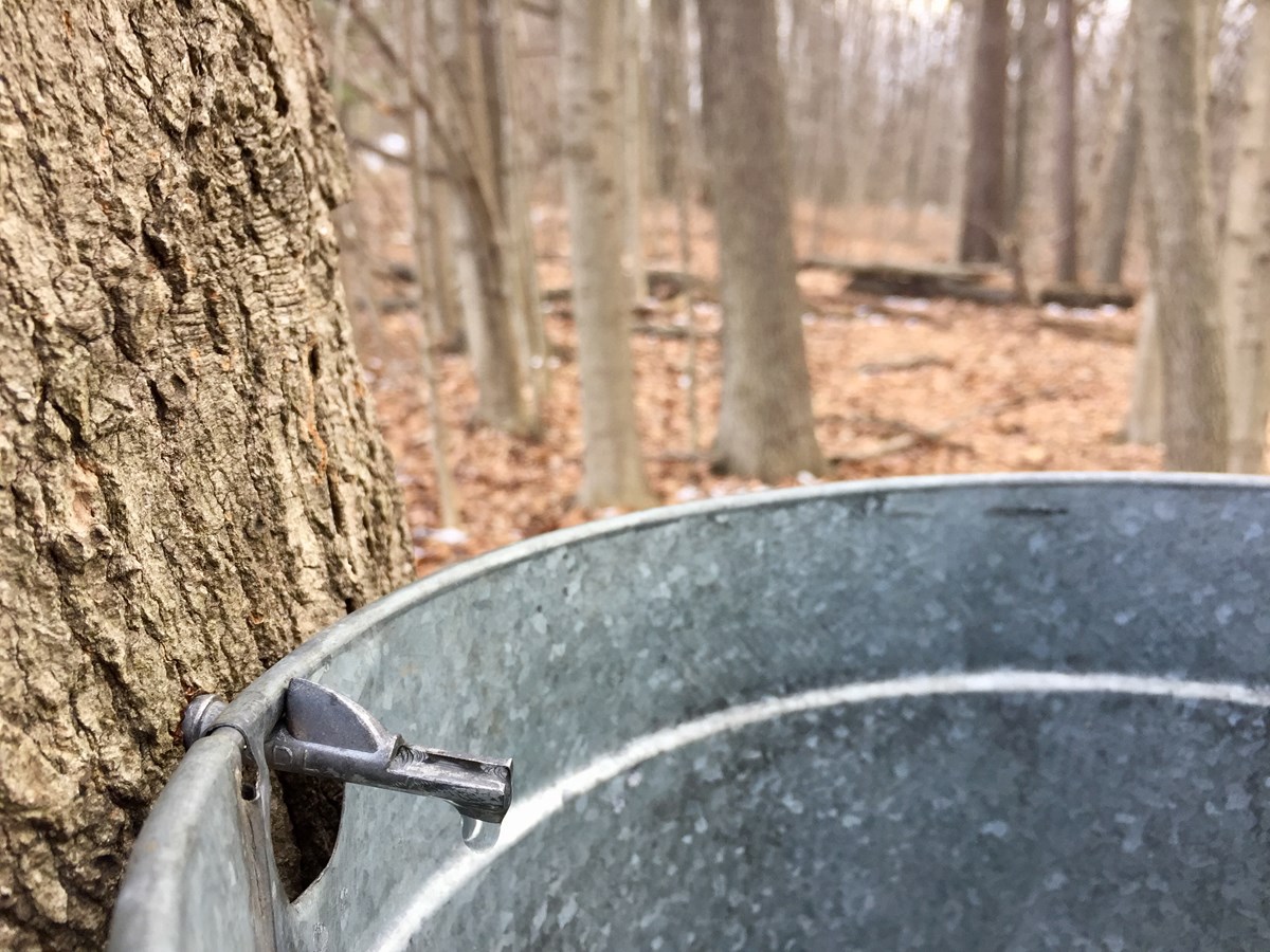 Clear sap dripping into a metal bucket from a metal spile tapped into a maple tree