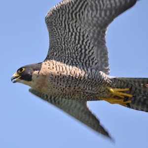 Peregrine Falcon Flying