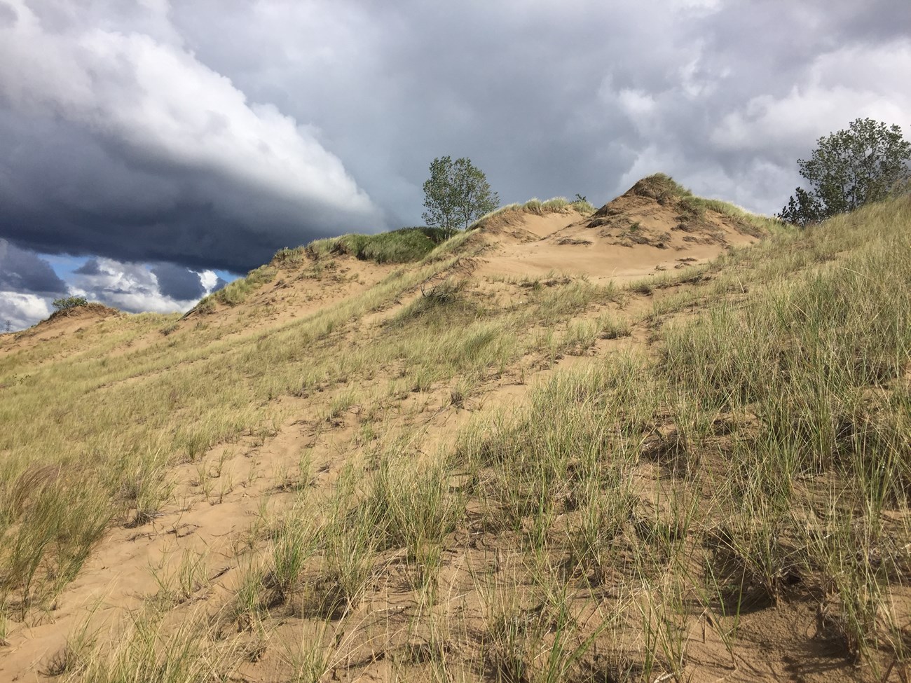 View of Mount Baldy, from mid- dune. Green marram grass clings to the sandy slopes and bright white clouds and blue skies are contrasted with dark clouds further away.