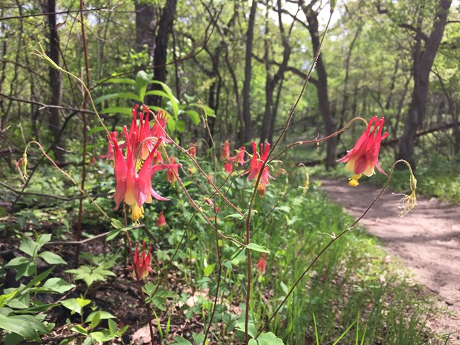 Red and yellow columbine in bloom along the trail to Central Avenue Beach