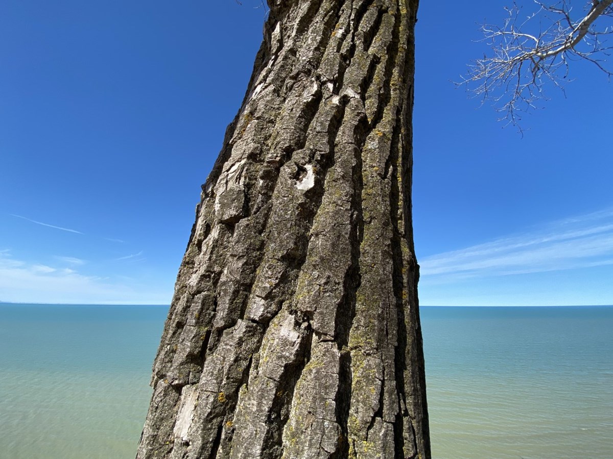 Trunk and bark of a cottonwood tree with blues of the lake and sky behind it.
