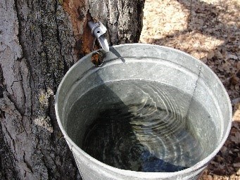 Maple sap dripping out of a spile into a bucket.