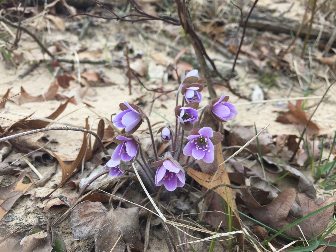 A sharp-lobed hepatica plant displaying purple blooms.