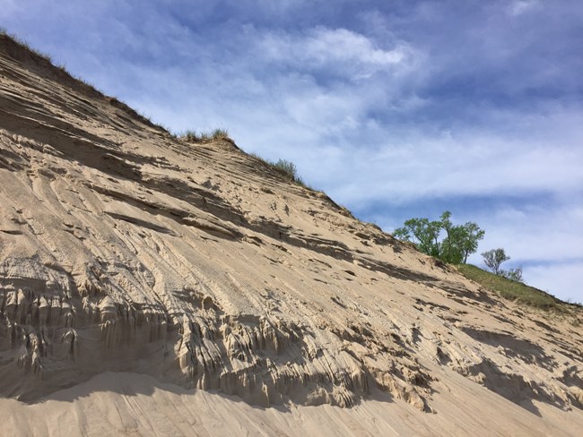View of Central Beach dunes looking up from the beach. Blue sky frames the immense pile of sand eroding at the shore.