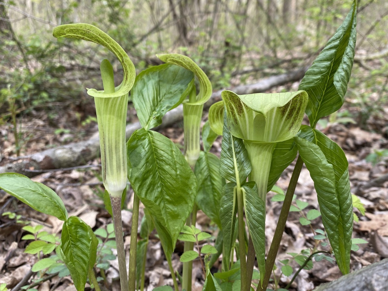 A jack-in-the-pulpit plant on a leafy forest floor with four blooms and various shades of green