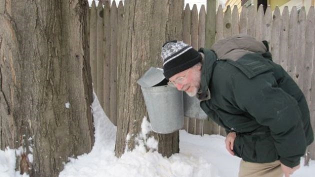 A man leans in to listen for the tap of the maple sap as it drips into a metal bucket hanging from a maple tree.