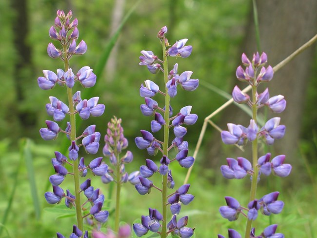 Purple lupine flowers