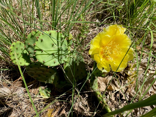 green prickly pear cactus with yellow flower
