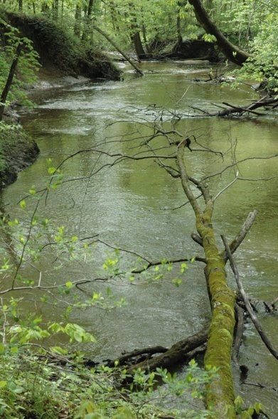 The Little Calumet River flows around fallen trees though a lush green woodland in the Heron Rookery.