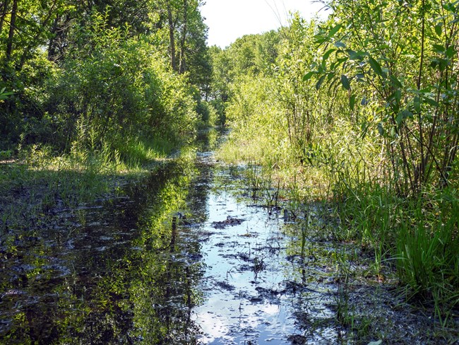 tolleston dune trail flooded