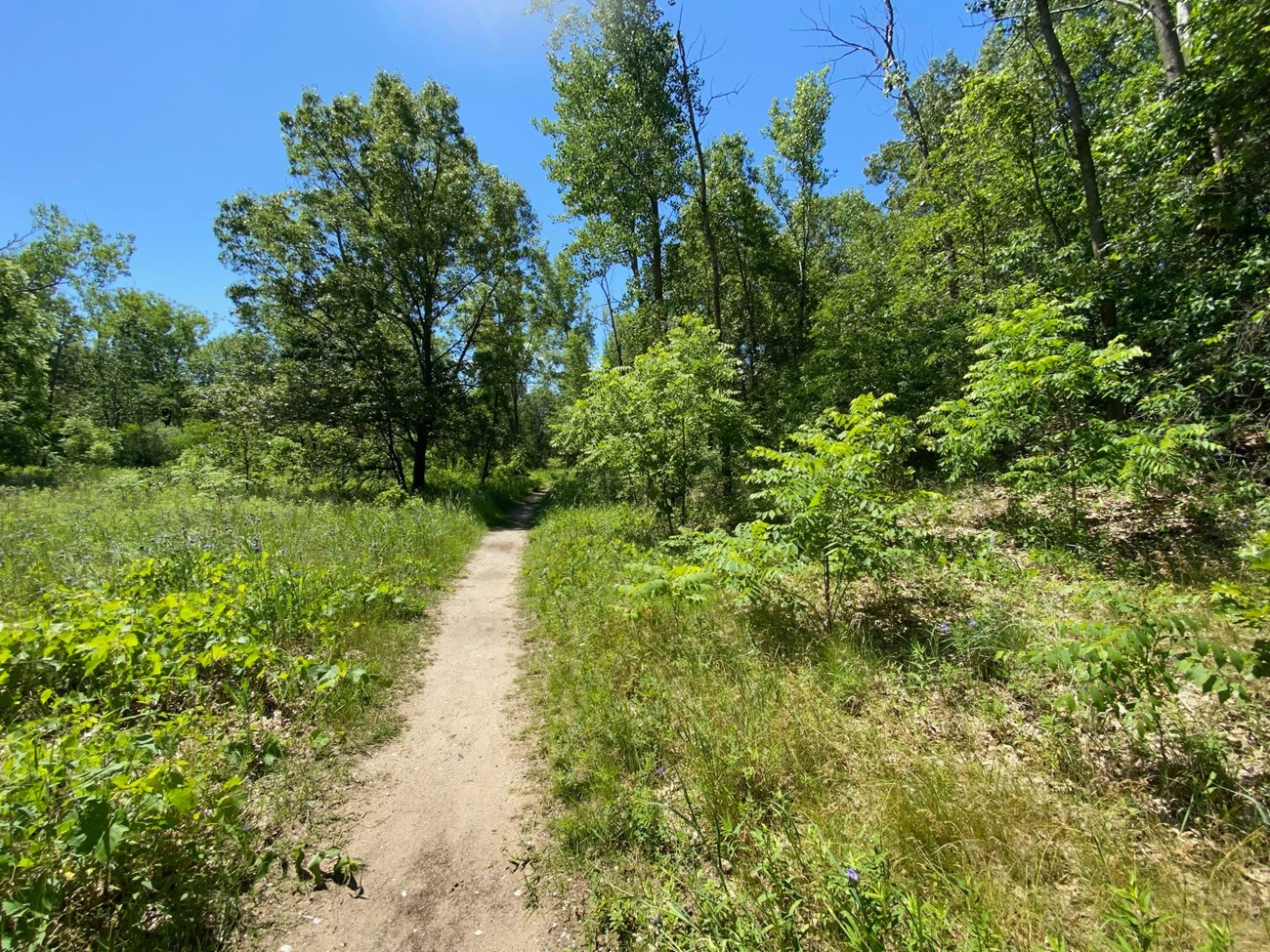 Green grasses, trees, and flowers growing along the sandy Tolleston Dune Trail.