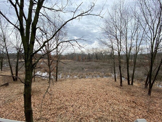 wetland area viewed from overlook