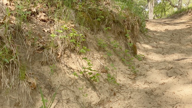 trail cutting into dune