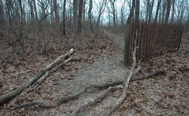 A restoration fence with an unofficial social trail going around it.