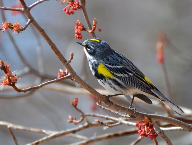 A yellow-rumped warbler on a maple twig with opened, red buds.