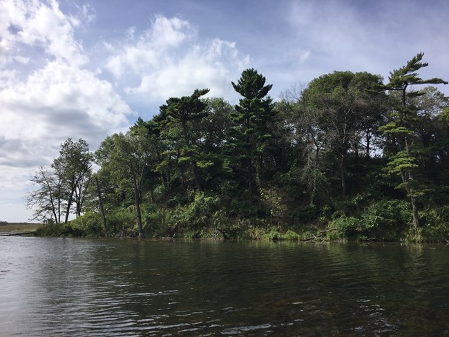 Thick greenery of black oak and white pine tress along the Grand Calumet River.