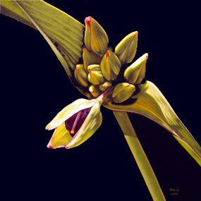 unframed painting of spiderwort flower on a textured solid black background