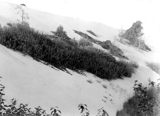 Sparse shrubs and vines grow on the steep, sandy backside of a coastal dune.