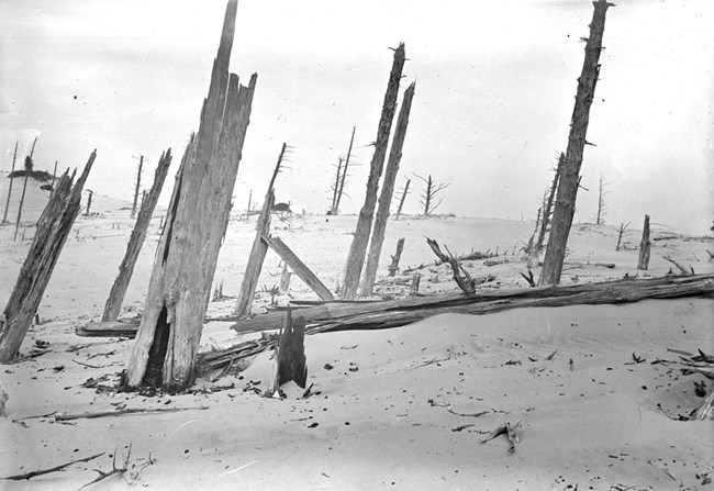 Bare, sun-bleached tree trunks of a previously buried white pine stand.