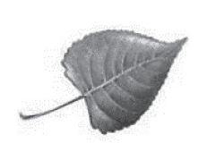 Cottonwood Leaf