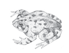 Fowler’s Toad