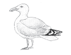 Herring Gull