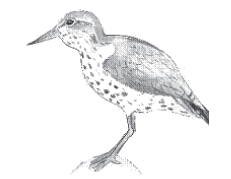 Spotted Sandpiper