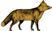 Illustration of Fox