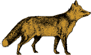 Illustration of Fox
