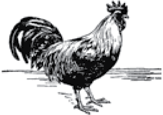 Rooster