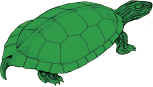 Illustration of Turtle