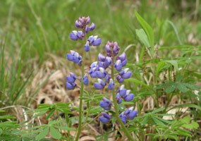 Lupine Flowers