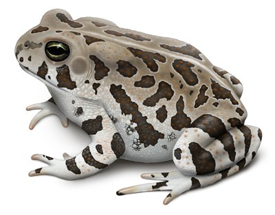 Illustration of Fowler's Toad