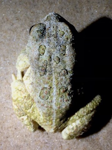 Fowler's Toad Top View Photo
