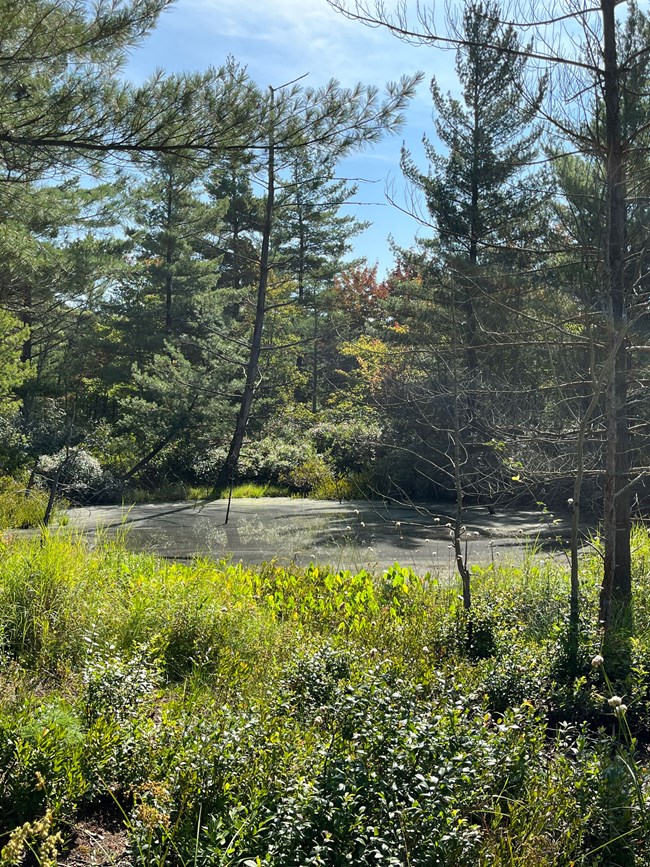 Photo of a small pond at Pinhook Bog surrounded by various trees and bushes on a sunny day.