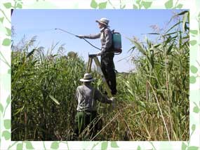 Park employees taking steps to stop invasives