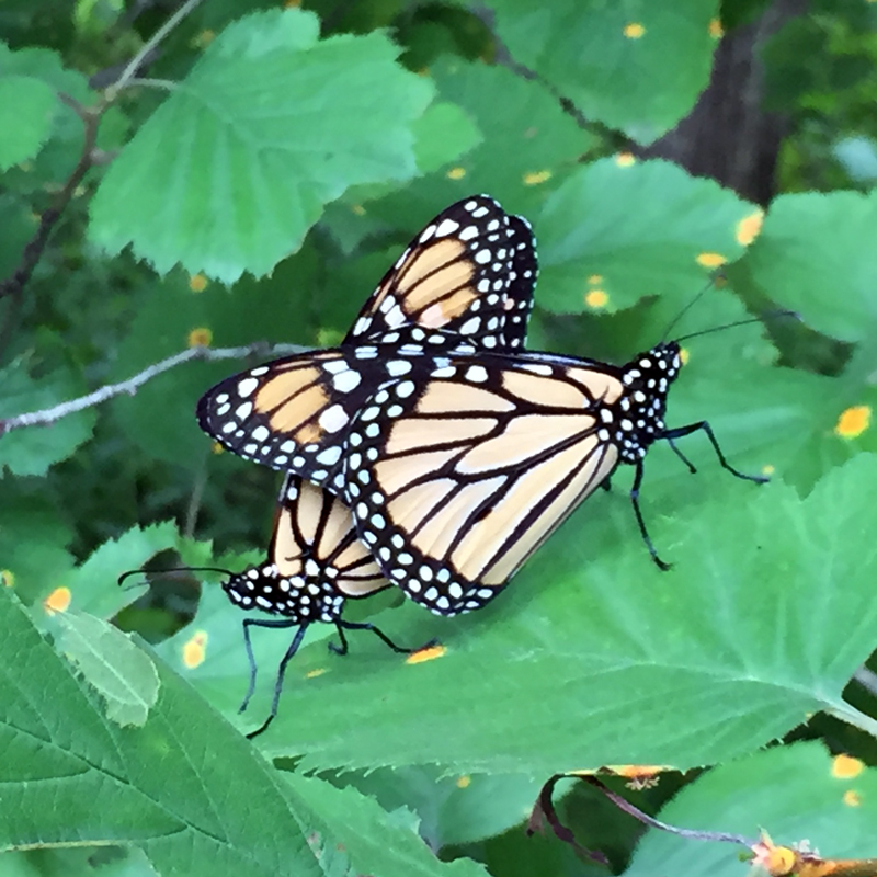 Monarch Butterfly Indiana Dunes National Park (U.S. National Park