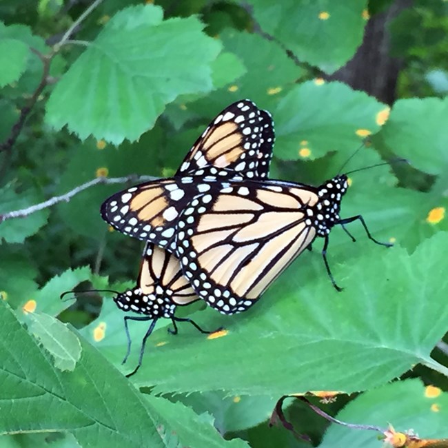 Photo of Monarch Butterflies at Indiana Dunes National Park.