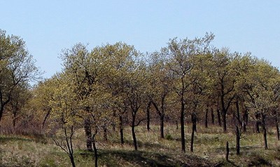 Oak Savanna Miller Woods