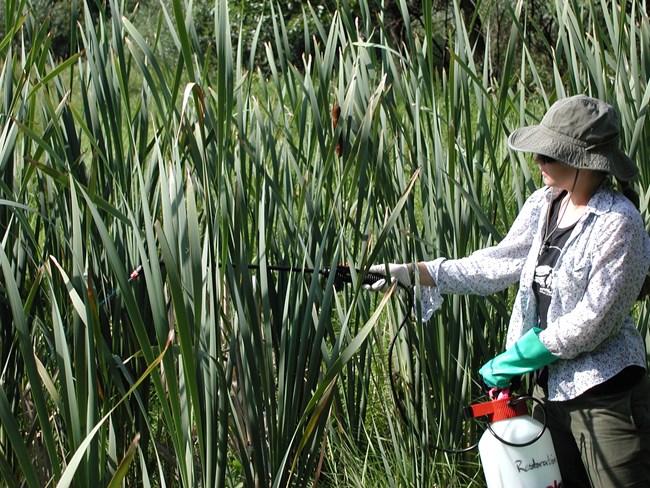 Worker sprays for invasive species.