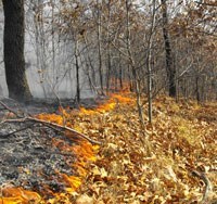 Planned fire in a wooded area.